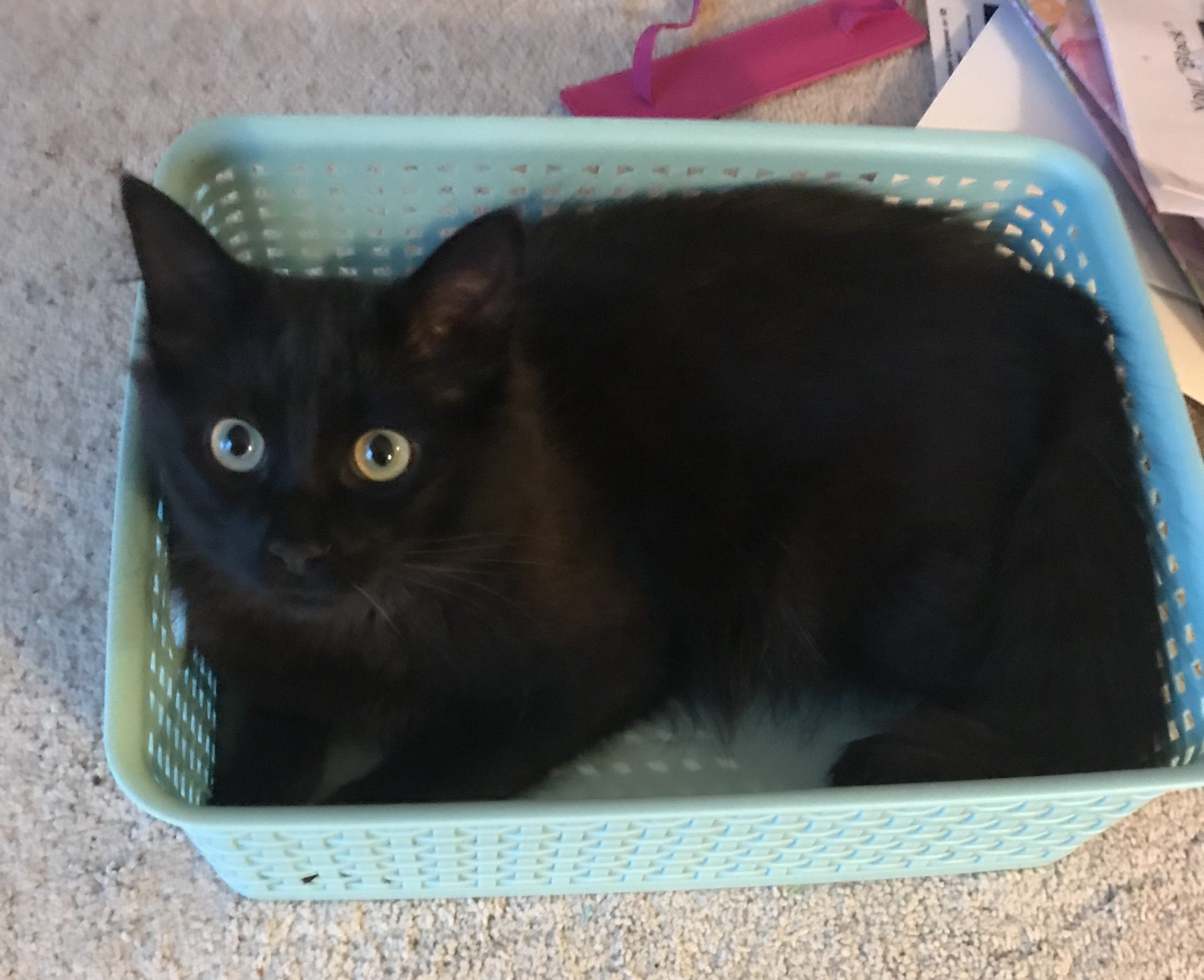 Healthcare AI, Kant’s Deontology, and My Cat