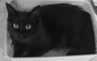 Why I Tweet Photos of My Cat