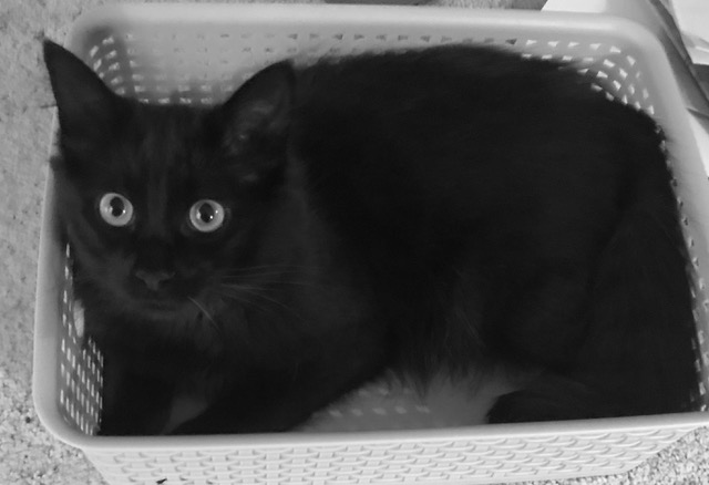 Why I Tweet Photos of My Cat