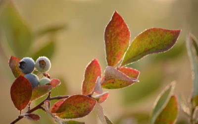 The Cost of Virtual Visits, and Healthcare’s Low-Hanging Fruit