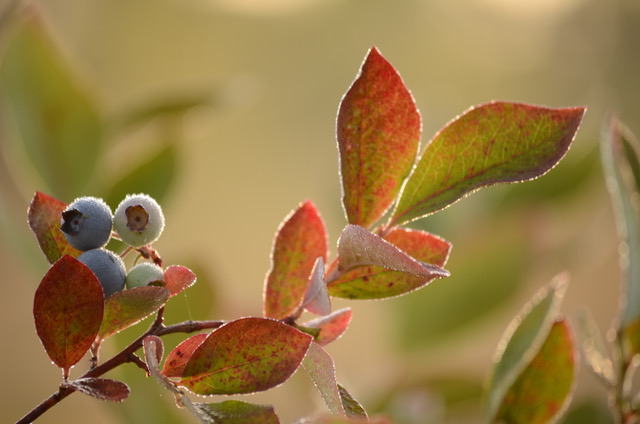 The Cost of Virtual Visits, and Healthcare’s Low-Hanging Fruit