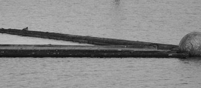 Emotional Coherence And A Wedge of Ambivalence