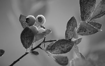 Photography (and Writing): De gustibus non est disputandum