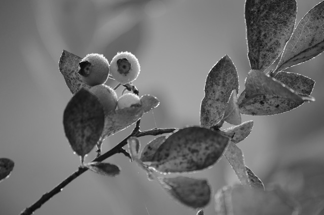 Photography (and Writing): De gustibus non est disputandum