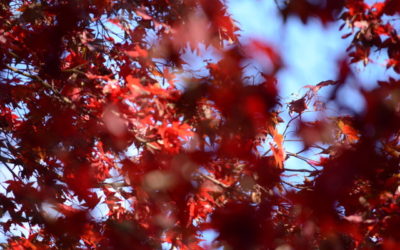 Where There Is No Beauty