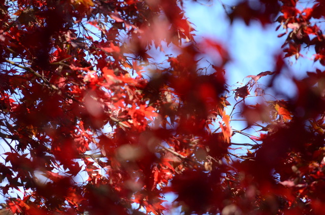 Where There Is No Beauty