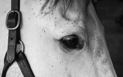 Should I Read or Write at the Stable?