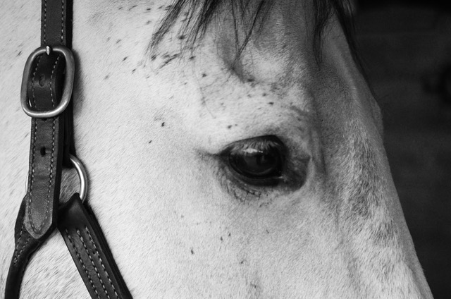 Should I Read or Write at the Stable?