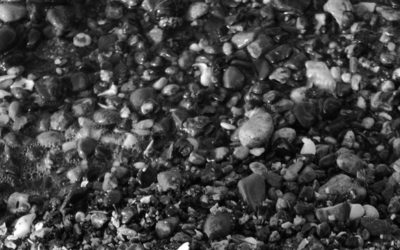 On Blogging:  Diversity of Ideas vs. Focus