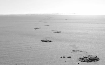 Stepping Towards The Ocean Haiku