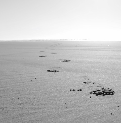 Stepping Towards The Ocean Haiku