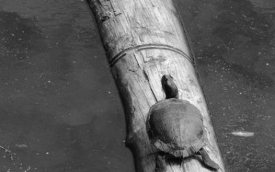 Turtle Log Haiku