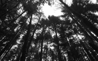 Photosynthesis Haiku