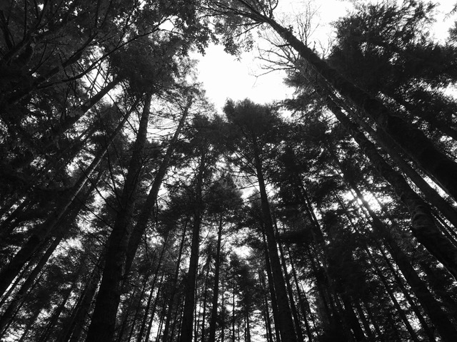 Photosynthesis Haiku