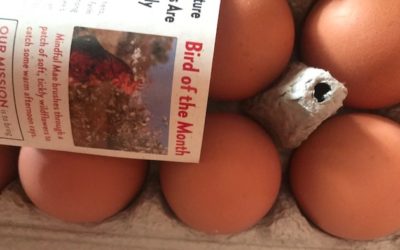 Free-Range Idea Creation