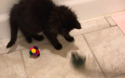 Philosophy as a Serious Game