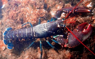 Finding Your Creative Lobster