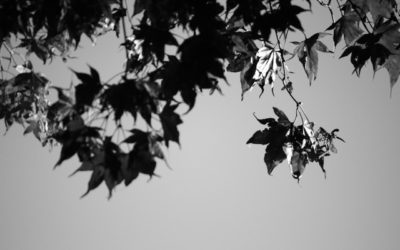 Leaves And Fractals Haiku