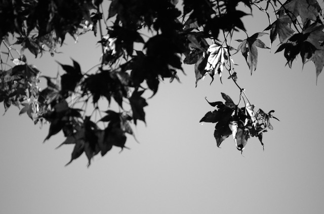 Leaves And Fractals Haiku