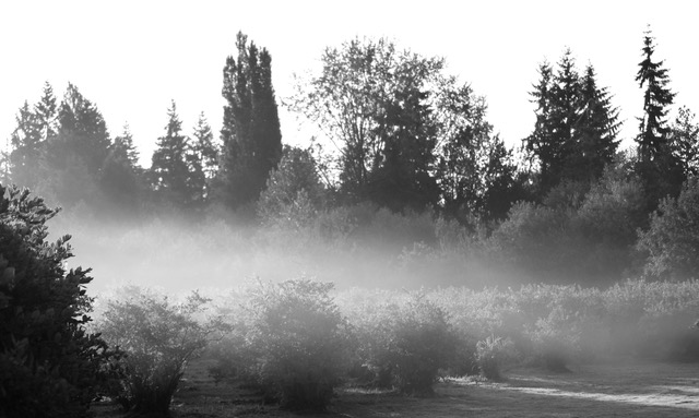 Blueberry Fog Haiku