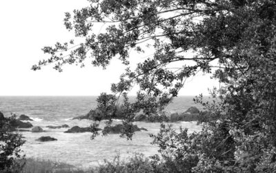 Tree, Rocks, and Waves Haiku