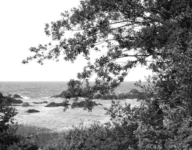 Tree, Rocks, and Waves Haiku
