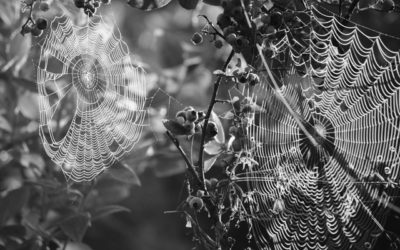 Spiderwebs and Blueberries Haiku