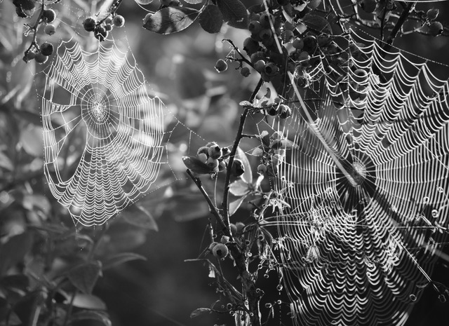 Spiderwebs and Blueberries Haiku