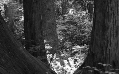 Entwined Cedar Forest Haiku