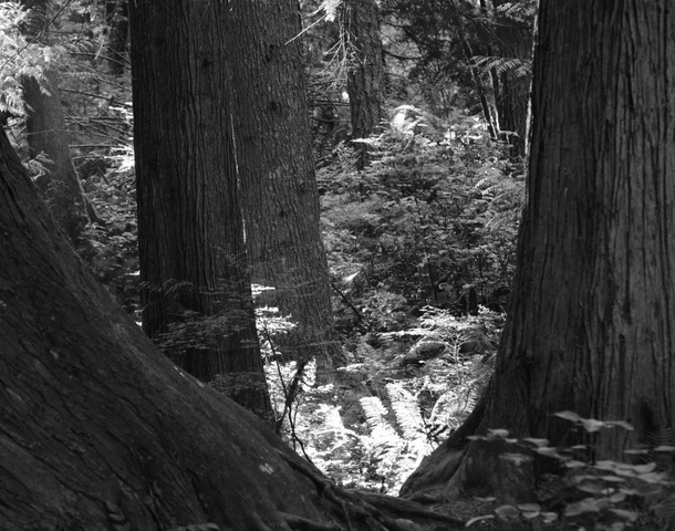 Entwined Cedar Forest Haiku