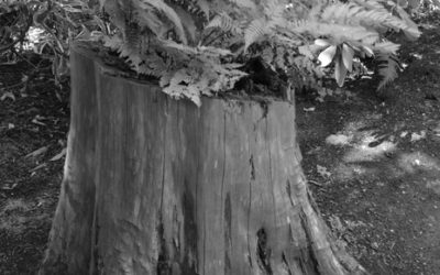 Stripped Stump Haiku