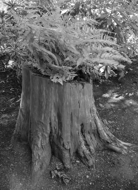 Stripped Stump Haiku