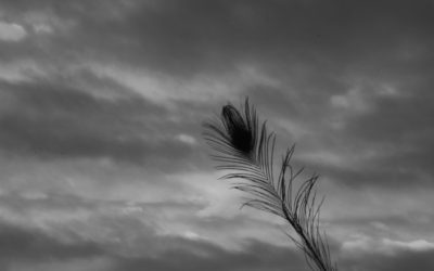 Peacock Feather Haiku
