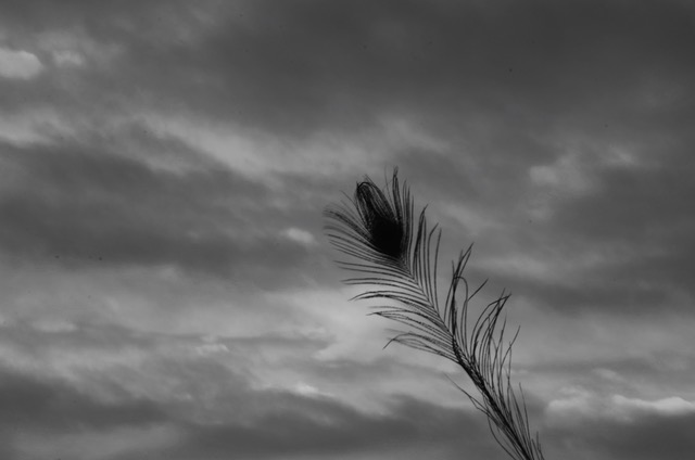 Peacock Feather Haiku