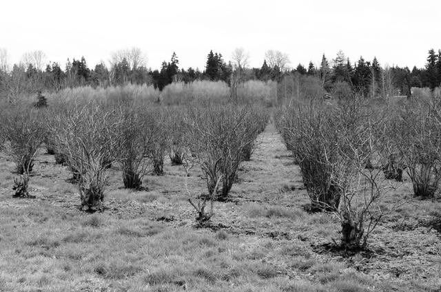 Blueberry Row