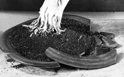 The Bonsai Museum: This Week’s Artist Date