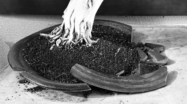 The Bonsai Museum: This Week’s Artist Date