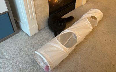 Value: Writing Tools And Cat Toys