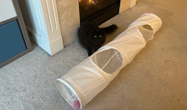 Value: Writing Tools And Cat Toys