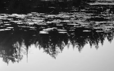 Silver Lillies Haiku