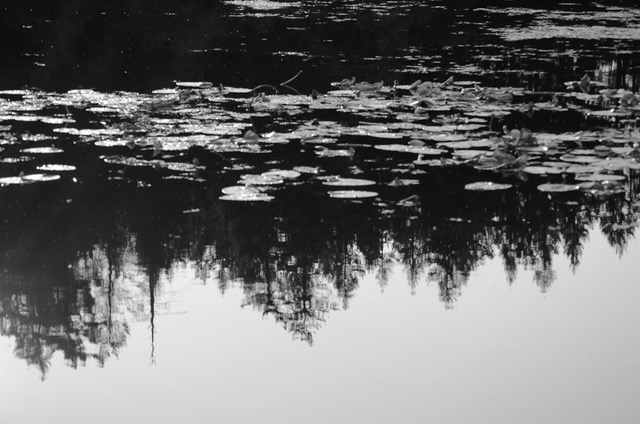 Silver Lillies Haiku