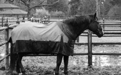 Becoming a Writing Workhorse