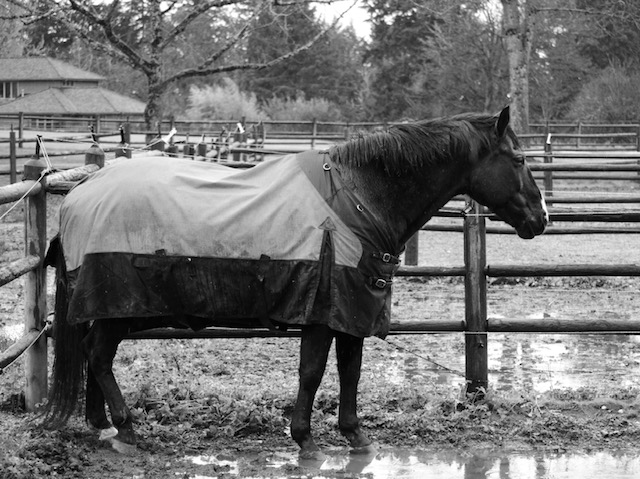 Becoming a Writing Workhorse