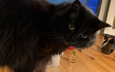 Cats, Vets, Hip Replacements, and Fear of the Unknown