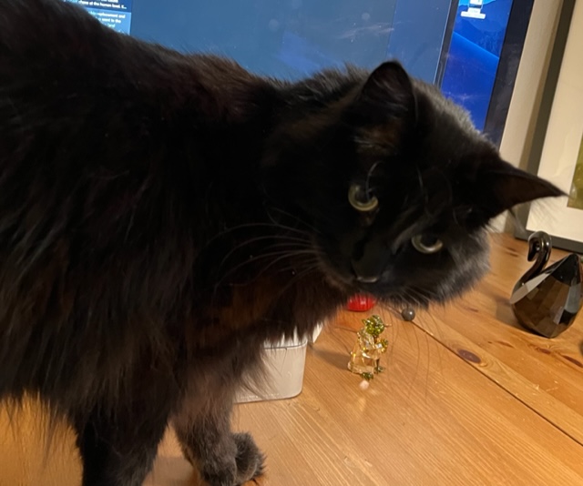 Cats, Vets, Hip Replacements, and Fear of the Unknown