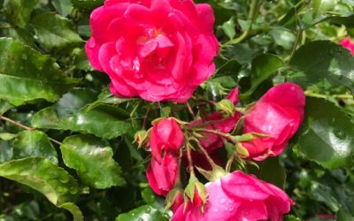 Ikigai, Curiosity, and The Nose