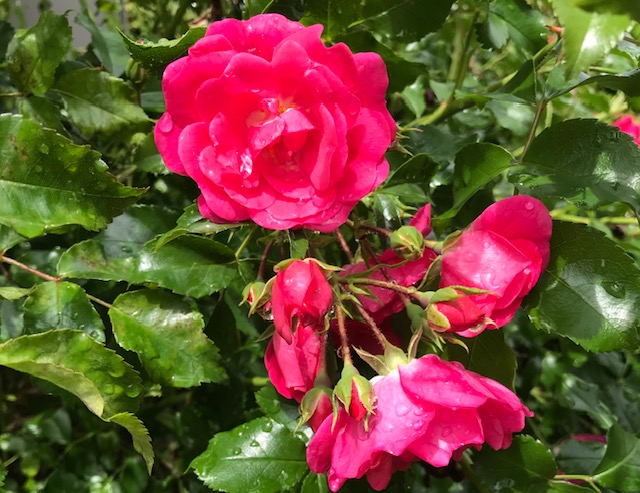 Ikigai, Curiosity, and The Nose