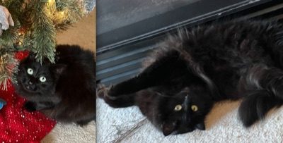 My Cat on Writing and Relaxing