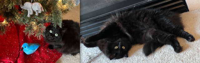 My Cat on Writing and Relaxing