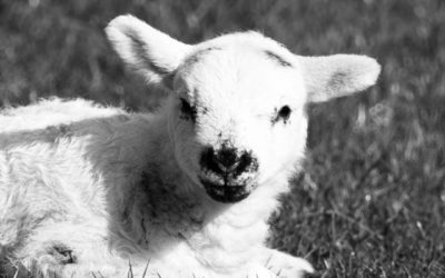 EHRs and Data Harvesting